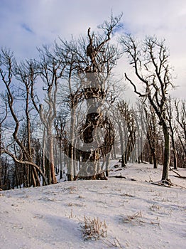 Old gnarled tree stands on meadow covered with snow and defies wind and weather.