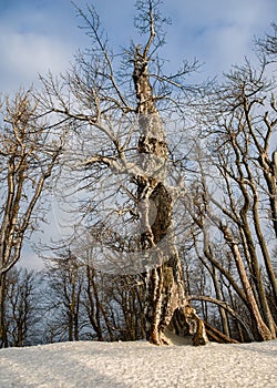 Old gnarled tree stands on meadow covered with snow and defies wind and weather.