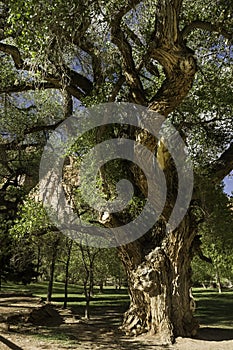 Old gnarled tree