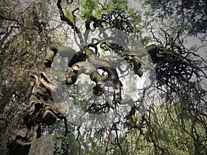 Old gnarled tree stock images