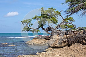 Old gnarled tree on Treasure Beach, jamaica