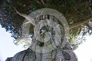 Old gnarled tree trunk