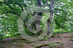 Old gnarled trees with moss covered roots in a forest