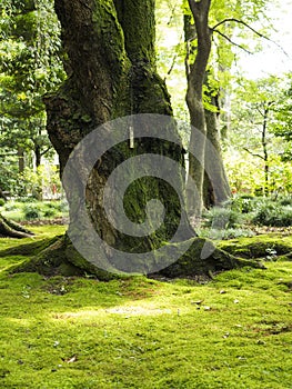 Old gnarled trees and moss photo