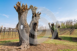 Old gnarled and twisted mulberry trees.