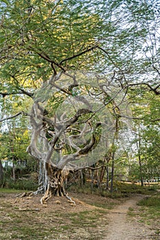 Old gnarled twisty tree along a path