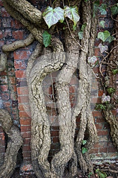 Old gnarly Ivy Vine creeping up an ancient and weathered Cemetery brick wall in Berlin. Thick dry branches