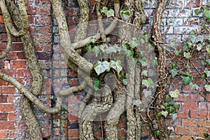 Old gnarly Ivy Vine creeping up an ancient and weathered Cemetery brick wall in Berlin. Thick dry branches