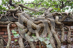 Old gnarly Ivy Vine creeping up an ancient and weathered Cemetery brick wall in Berlin. Thick dry branches