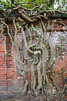 Old gnarly Ivy Vine creeping up an ancient and weathered Cemetery brick wall in Berlin. Thick dry branches