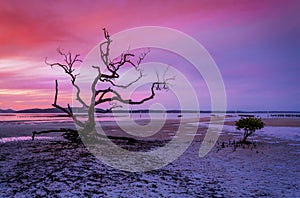 Old gnarly mangrove tree low tide at sunset