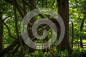 Old gnarly Oak tree in the forest photo