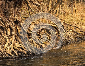 Old Gnarly Tree at River Edge