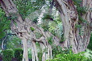 Old gnarly trees