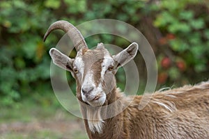 Old goat with cockeyed teeth. photo