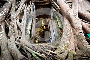 Old golden buddha statue in church,ancient temple of Wat Bang Kung,outside is covered with large tree roots,banyan tree,travel in