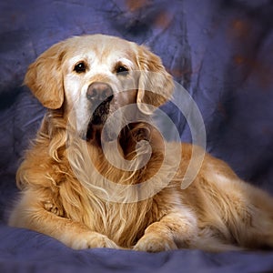 Old golden retriever