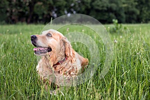 Old golden retriever dog