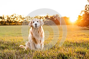 Old Golden Retriever in a grass field at sunset