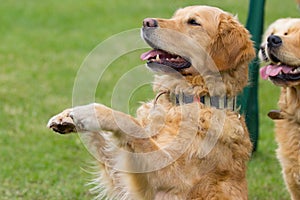 An old Golden Retriever make manikin at dog school