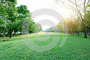 An old golf course in fresh green long lawn public park, trees on the left and right under morning sunshine