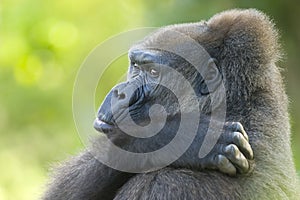 Old gorilla