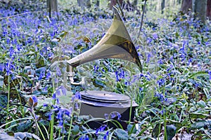 Old gramophone in the springtime forest
