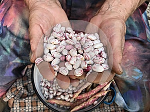 Old grandma hands cleaning beens, food.