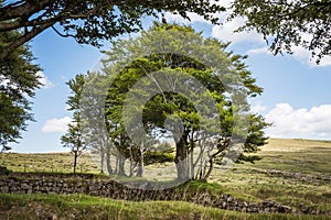 Old Granite Wall and tres on Dartmoor in England