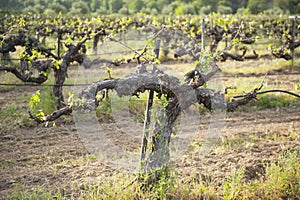 Old grape vine