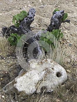 Old grape-vine series