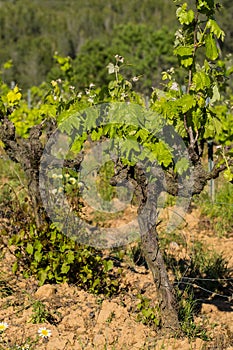 Old grape vine steam. Landscape with vineyards