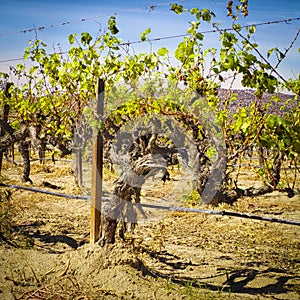 Old Grape Vines, Guadalupe Valley, Mexico photo