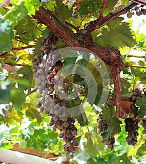 Old grapevine affected by fungal disease. Mildew, downy mildew of grapes. Diseases of plants