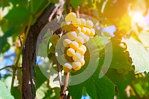 Old grapevine with amber bunch of grapes.