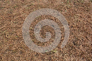 Old Grass Background