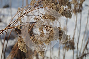 old grass in the spring time