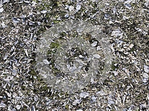 Old grass with withered leaves on the ground