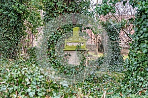 Old grave stone in the cemetery fused with ivy