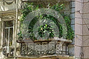 Old gray balcony overgrown with green ornamental vegetation in flowerpots