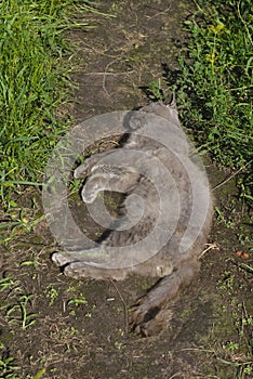 An old gray cat lies on the path.