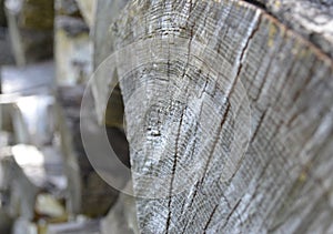 Old gray chopped log showing growth rings