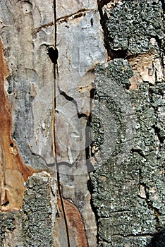 Old gray cracked tree trunk with bark background texture, close up