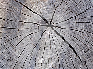 old gray cracked wood saw cut texture closeup for natural background