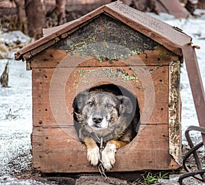 Old gray dog sits in a shabby booth in winter