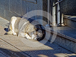 Old gray dog sleeping on the pavement of the street