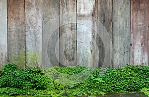 Old gray stone wall with green moss texture background