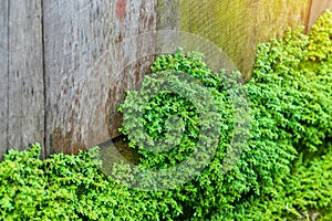 Old gray stone wall with green moss texture background