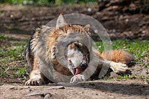 Old gray wolf licks paw lying on the ground