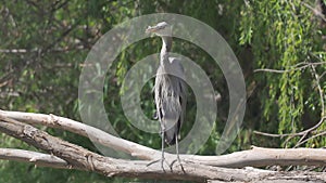 Old Great Blue Heron Standing on Branch